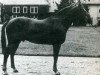 stallion Roi du Tilleul (Selle Français, 1961, from Rantzau xx)