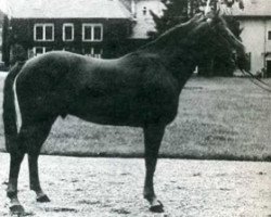 Deckhengst Roi du Tilleul (Selle Français, 1961, von Rantzau xx)