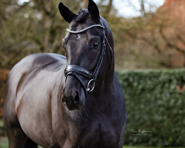stallion St. Emilion (Oldenburg, 2019, from Suarez)