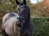 stallion St. Emilion (Oldenburg, 2019, from Suarez)