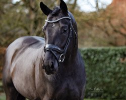 stallion St. Emilion (Oldenburg, 2019, from Suarez)