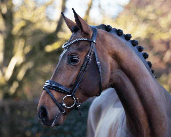 stallion Escaneno (Hanoverian, 2019, from Escamillo)
