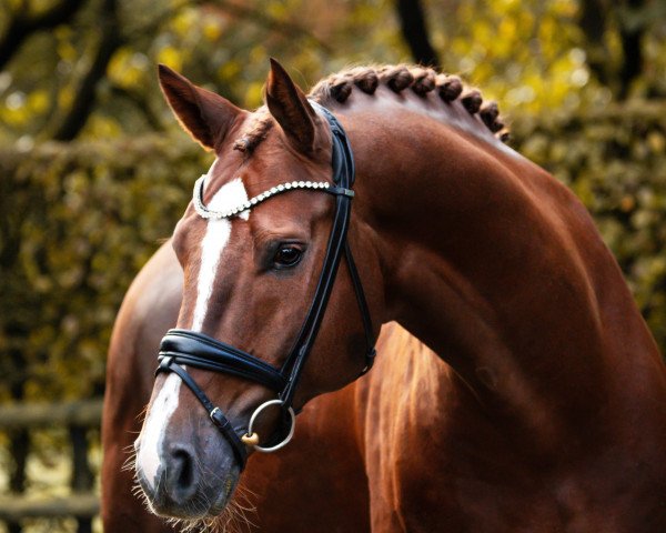 stallion Damaschino (Hanoverian, 2016, from Danone 4)