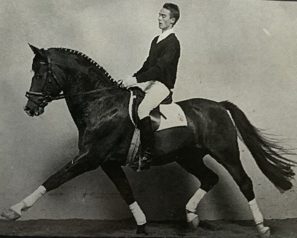 stallion Rio (Westphalian, 1977, from Realist)