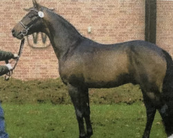 stallion Rodin (Bavarian, 1999, from Rocher D'or)