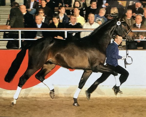 stallion Rooney (Westphalian, 2002, from Rubin Royal OLD)