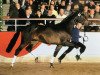 stallion Rooney (Westphalian, 2002, from Rubin Royal OLD)