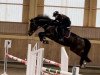 Springpferd Dakara 8 (Deutsches Sportpferd, 2019, von Diego de Semilly)