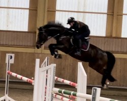 jumper Dakara 8 (German Sport Horse, 2019, from Diego de Semilly)