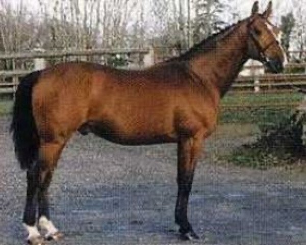 Pferd Grain de Soleil (Selle Français, 1994, von Jalisco B)