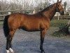 horse Grain de Soleil (Selle Français, 1994, from Jalisco B)