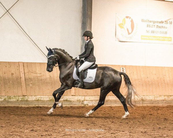 dressage horse Can we dance (Hanoverian, 2019, from Christ)