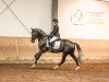 dressage horse Can we dance (Hanoverian, 2019, from Christ)