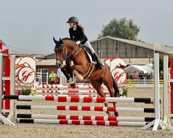 dressage horse Hof Schretstakens Bushido S (German Riding Pony, 2007, from Benetton S)