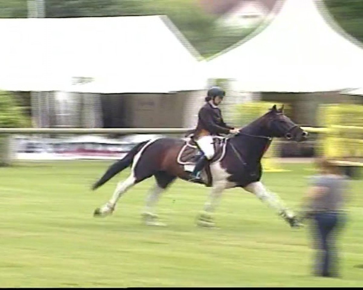 Deckhengst Orkaan de Valbourg (KWPN (Niederländisches Warmblut), 2002, von Kannan)