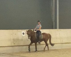 jumper Rosenstolz 86 (German Riding Pony, 2006, from Oosteinds Ricky)