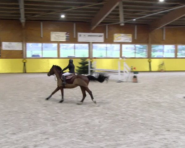 Reitturnier Dielsdorf 2024