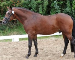 stallion Diego Leandro (New Forest Pony, 2018, from El Diego des Etoiles)