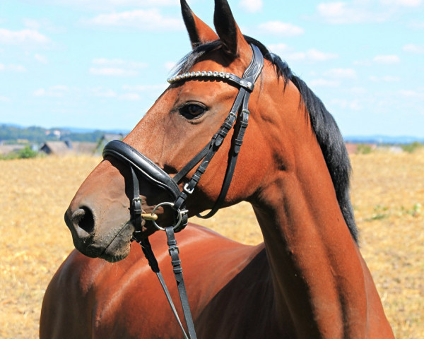 jumper Königsfee 3 (German Sport Horse, 2014, from Kaiserwind)