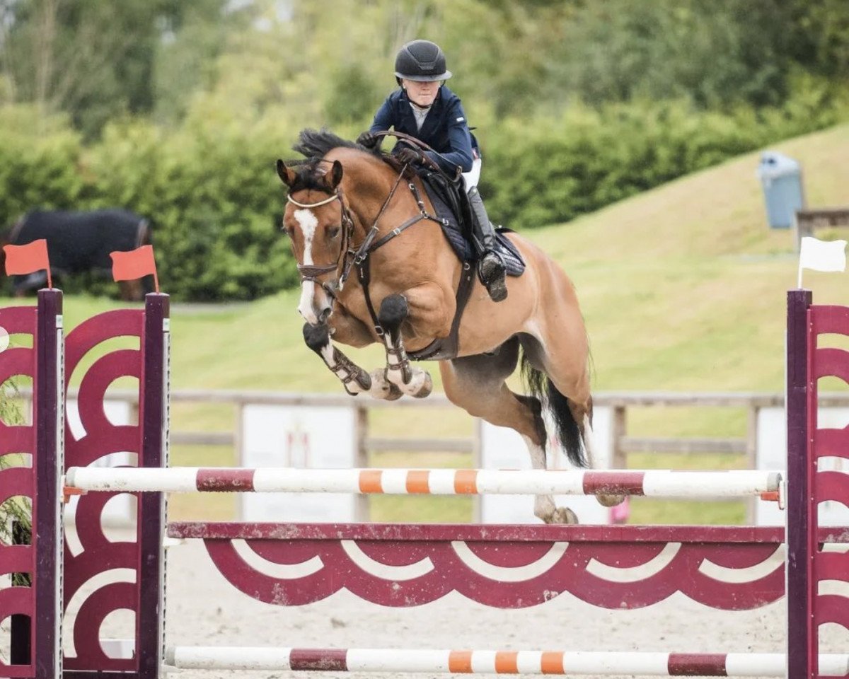 jumper An Elite Vs (Swedish Warmblood, 2016)