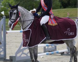 jumper Cordino (Danish Warmblood, 2016, from Cornettino Ask)