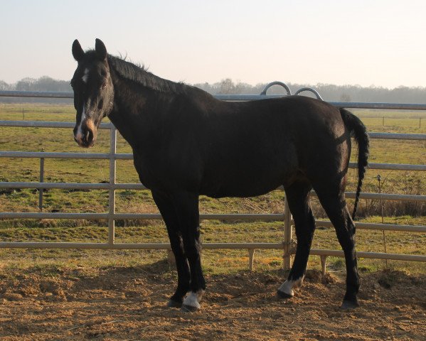 horse Glorian 2 (Oldenburg, 1992, from Glorieux)