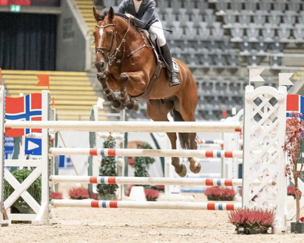Springpferd Hity du Bosquetiau (Belgium Sporthorse, 2013, von Vagabond de la Pomme)