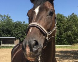 broodmare Penelopé (Bavarian, 2010, from Birkhof's Sirtaki)