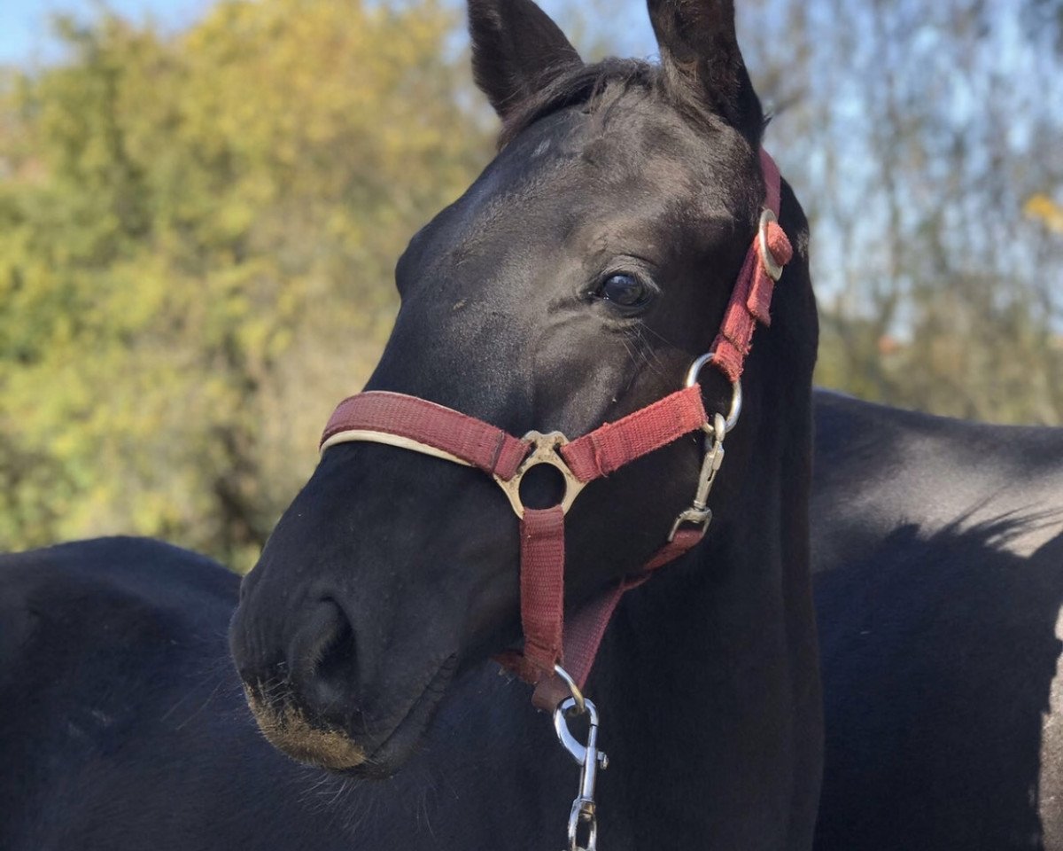 dressage horse Touché HS (German Sport Horse, 2019, from Totilas)