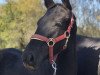 dressage horse Touché HS (German Sport Horse, 2019, from Totilas)