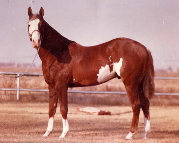 Deckhengst Tall Mount (Paint Horse, 1976, von Red Man)