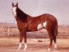 Deckhengst Tall Mount (Paint Horse, 1976, von Red Man)