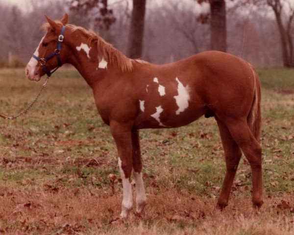 Deckhengst Marla Mount (Paint Horse, 1982, von Tall Mount)