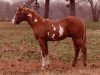 Deckhengst Marla Mount (Paint Horse, 1982, von Tall Mount)