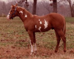 stallion Marla Mount (Paint Horse, 1982, from Tall Mount)