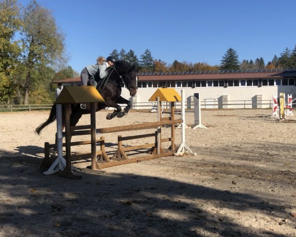 Pferd Immenklints Skyfall (Bayer, 2013, von Sandro's Bube)