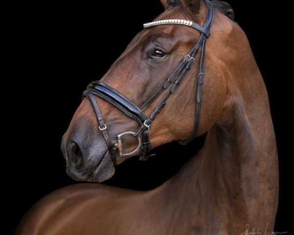 dressage horse Rico Springs (German Sport Horse, 2018, from Rock Springs)