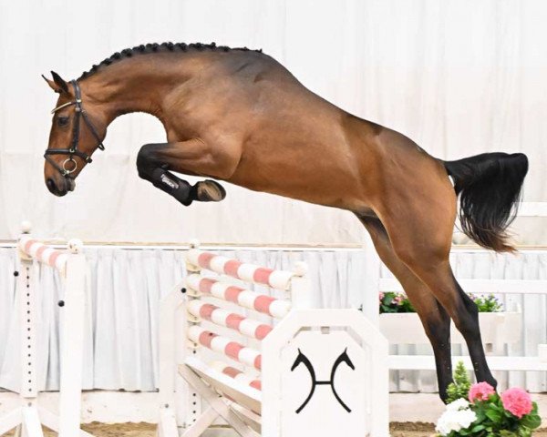 jumper Take Care (Hanoverian, 2021, from Taloubet Z)