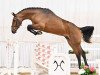 jumper Take Care (Hanoverian, 2021, from Taloubet Z)