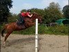 dressage horse Ahornhofs Zarko (New Forest Pony, 2012, from Kantje's Zappa)