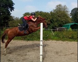 dressage horse Ahornhofs Zarko (New Forest Pony, 2012, from Kantje's Zappa)