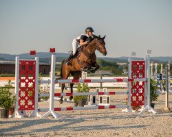 jumper Coritessa S Z (Zangersheide riding horse, 2016, from Corico Z)