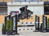 Springpferd Hello Hickstead (Oldenburger, 2017, von Hickstead White)