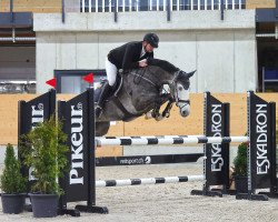 Springpferd Hello Hickstead (Oldenburger, 2017, von Hickstead White)