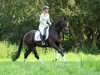 dressage horse Valdivio (Trakehner, 2020, from High Motion 2)