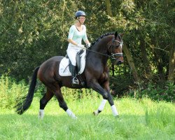 dressage horse Valdivio (Trakehner, 2020, from High Motion 2)