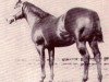 Deckhengst Mac Lee (Quarter Horse, 1950, von Leo)