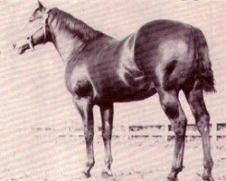 Deckhengst Mac Lee (Quarter Horse, 1950, von Leo)