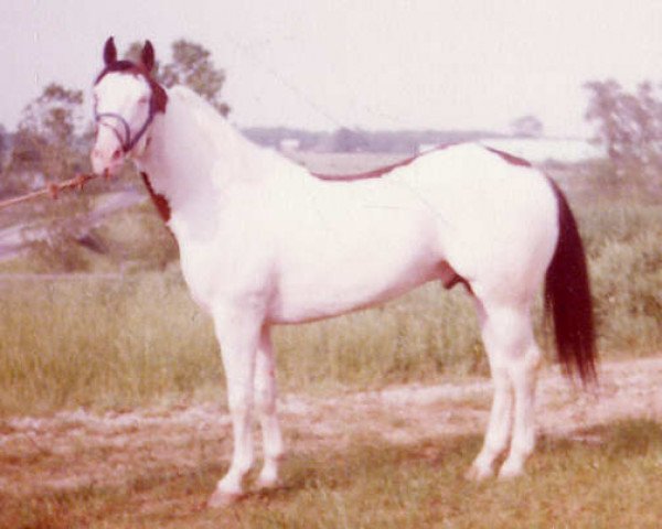 Deckhengst Eternal Pay Day (Quarter Horse, 1974, von Painted Eternal)