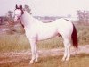 stallion Eternal Pay Day (Quarter Horse, 1974, from Painted Eternal)